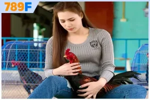 Đá gà C4