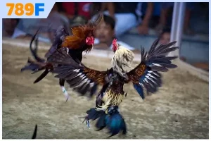 Đá gà cựa dao