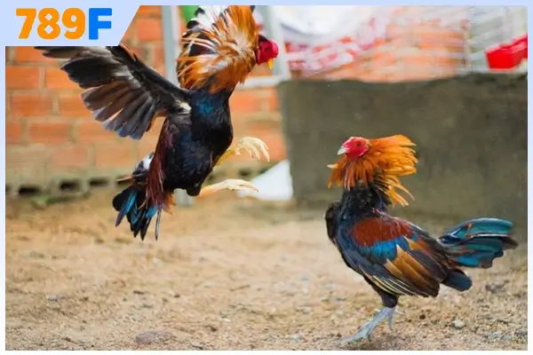 Quy định đá gà C4