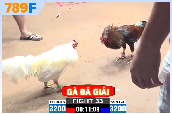 Quy định trong giải đá gà C2