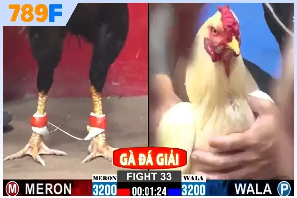 sự kịch tính của đá gà C2